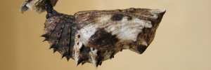 Pupae